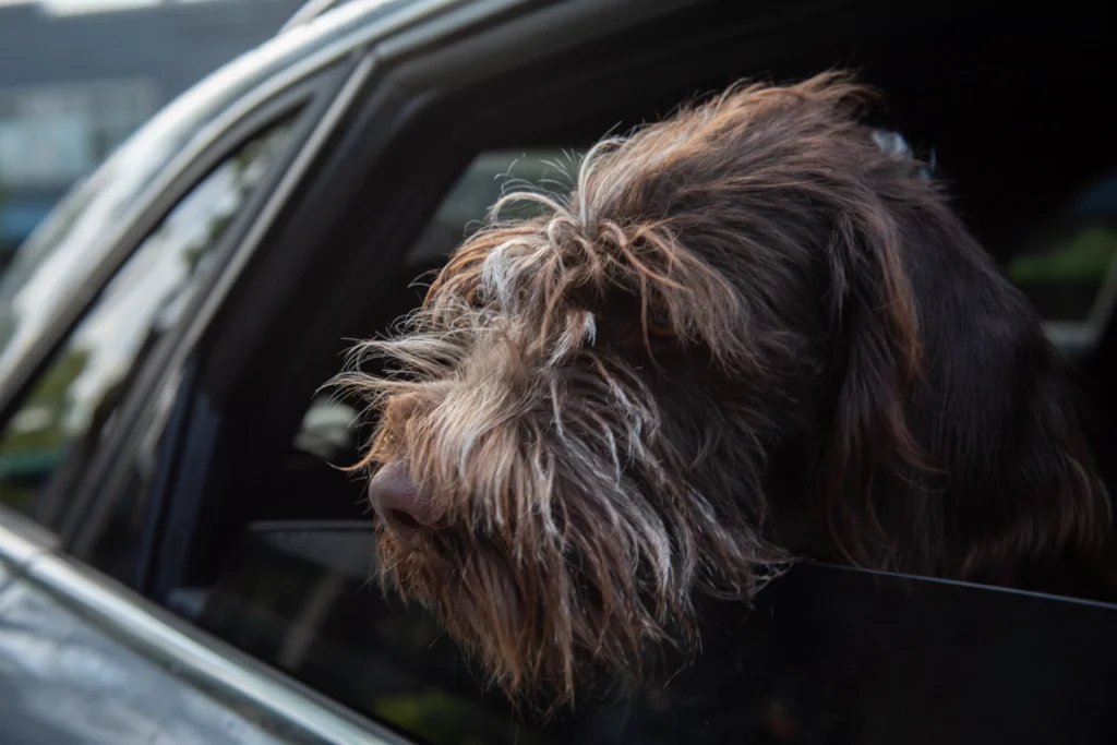 Ford Fusion Dog Car Seat Belt for German Wirehaired Pointers