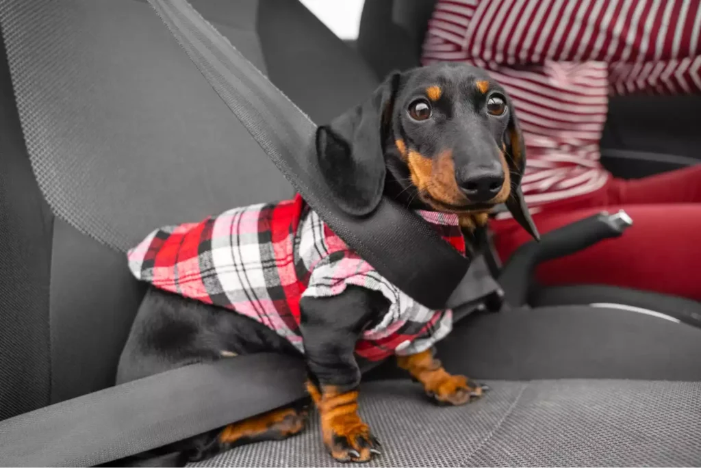 Dachshunds Dog Safety Belt for Ford EcoSport