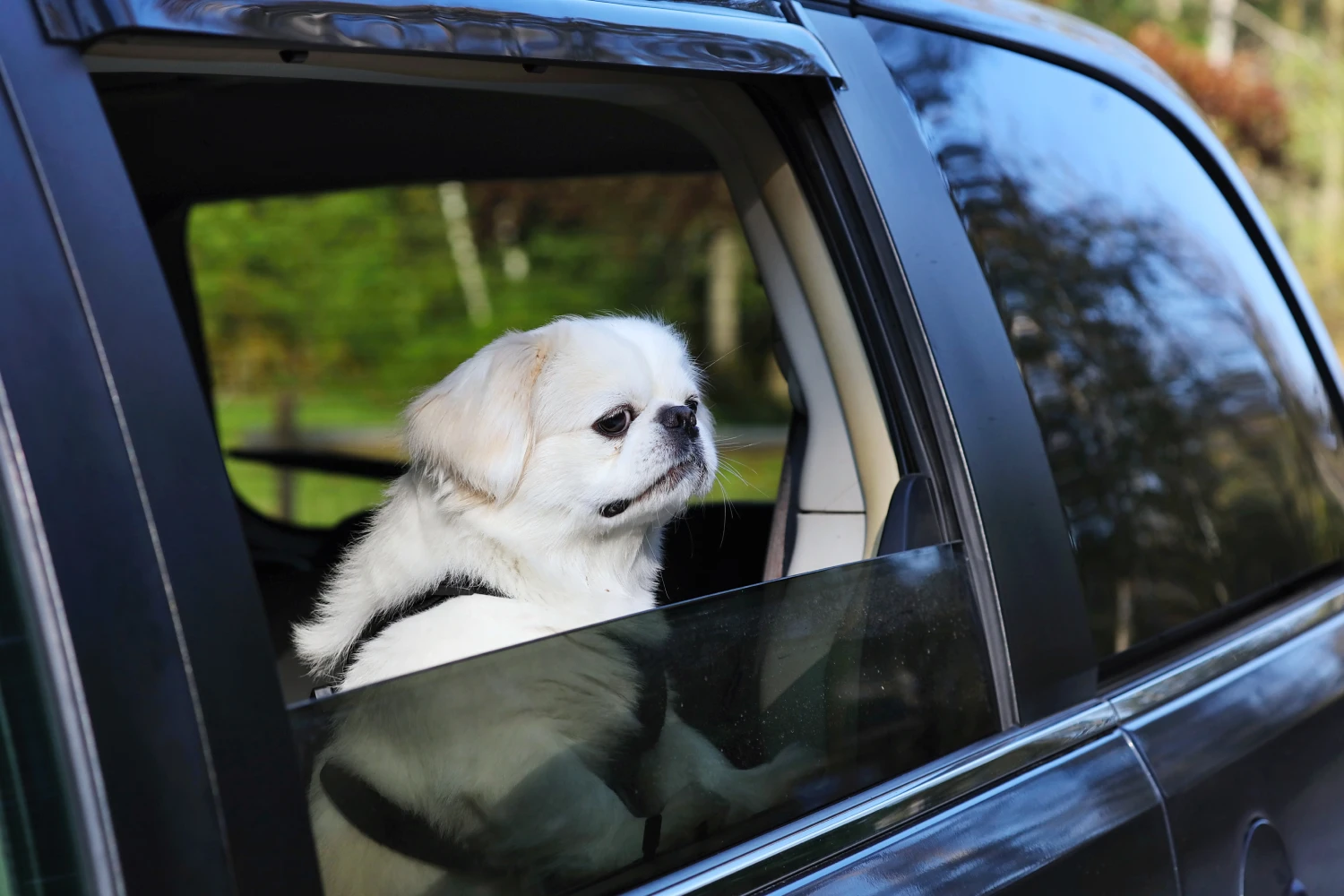 Subaru Forester Dog Carrier Car Seat for Pekingese