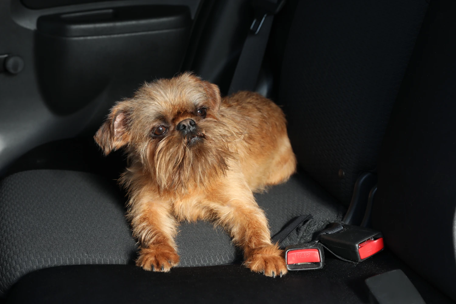 Ford Explorer Dog Carrier Car Seat for Brussels Griffon