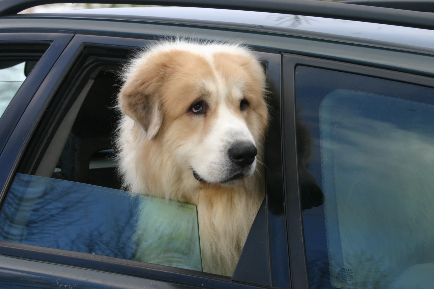 Ford Transit Back Seat Cover for Great Pyrenees