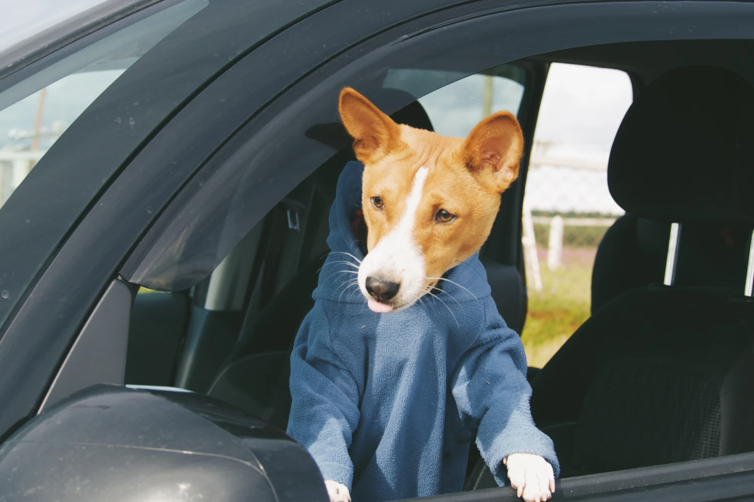 Chevrolet Colorado Dog Safety Belt for Basenjis